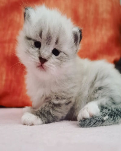 phina f 9 available shih tzu puppies