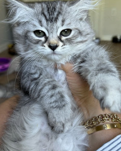 tee f 11 available shih tzu puppies