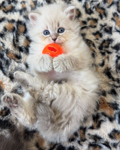 yuri f 9 available shih tzu puppies