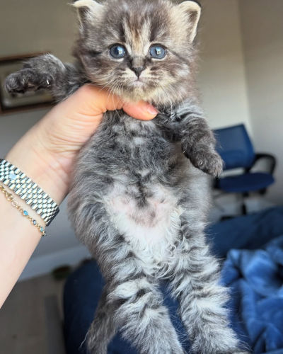 zoe f 11 available shih tzu puppies