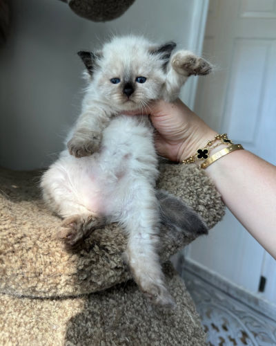 IMG_6736_imresizer available shih tzu puppies